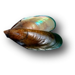 pernaton-gruenlippmuschel-medium.jpg pernaton-gruenlippmuschel-medium.jpg